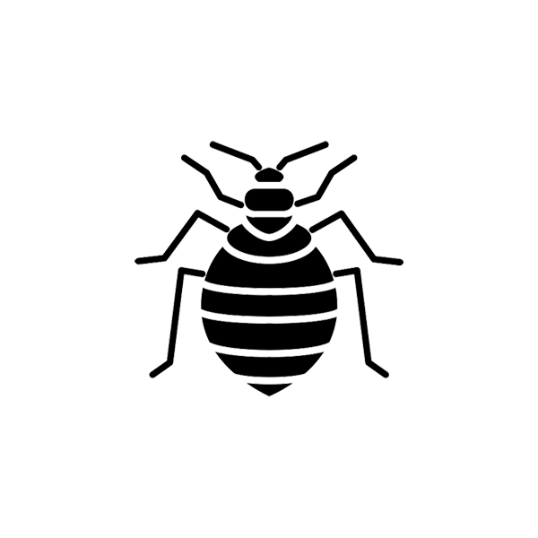 bed bug